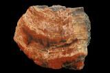 Polished, Red/Black Petrified Wood (Araucarioxylon) - Arizona #159717-1